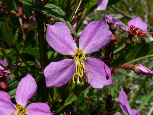 {Rhexia virginica}